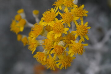 cluster of bright yellow blooms radiating thin petals gray green foliage