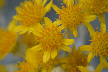 cluster of bright yellow blooms radiating thin petals gray green foliage