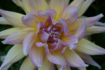 pastel dahlia soft yellow pink lavender petals spiraling in harmony