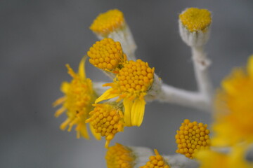cluster of bright yellow blooms radiating thin petals gray green foliage
