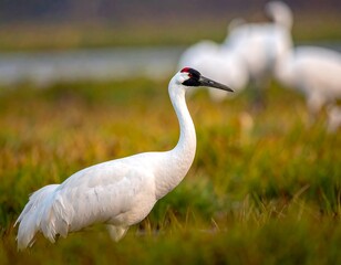 Obraz premium White bird with a black head in a field with other birds