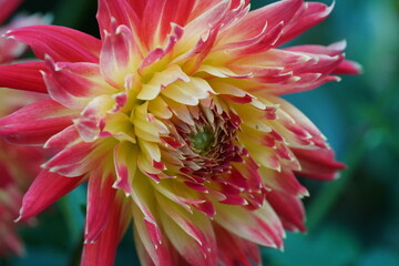 fiery dahlia petals flaring pink to golden yellow layered radiant bloom