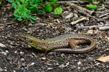 Östliche Smaragdeidechse - Weibchen // European Green Lizard - female (Lacerta viridis meridionalis) - Primorsko, Bulgarien