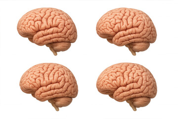 Human brain structures from different perspectives, showing medical anatomy and neuroscience concepts on a transparent background