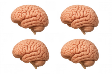 Human brain structures from different perspectives, showing medical anatomy and neuroscience concepts on a transparent background
