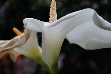 white calla lily smooth curving spathe golden spadix elegant bloom