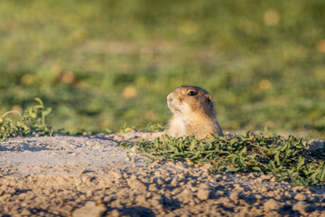 prairie dog in badlands national park