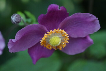 purple bloom delicate petals encircling vivid yellow orange center