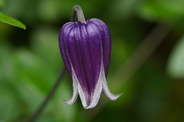 bell shaped purple bloom velvety petals fine stem hairs graceful flower