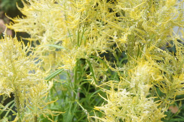 Goatsbeard Aruncus dioicus Kneiffii displays feathery yellow green foliage and elegant creamy white flower plumes as a graceful perennial plant