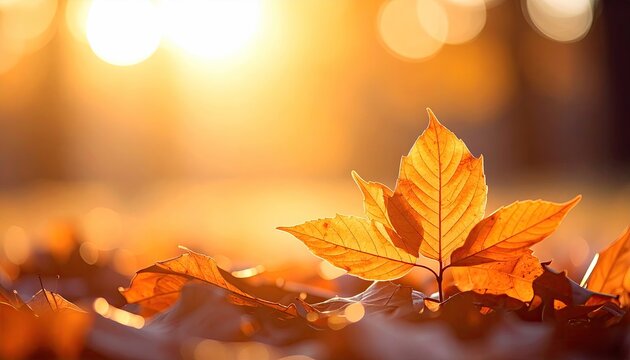 Close up of a vibrant orange maple leaf with fallen autumn leaves scattered on the ground bathed in warm golden sunlight creating a beautiful bokeh effect during sunset