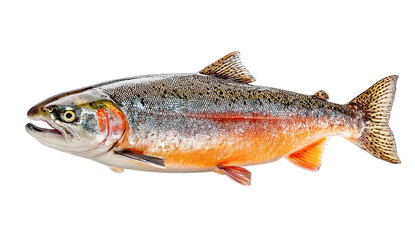 Sleek rainbow trout; silvery, orange scales. Isolated
