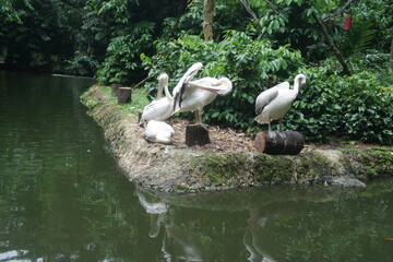 American white pelican majestic water bird with orange bill and black wing tips