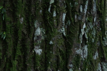 Tree bark covered in moss and lichen showing natural texture and forest beauty