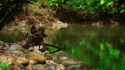 Flock of brown ducks grooming themselves on the rocky bank of a small, dark green tropical river, surrounded by dense, vibrant jungle foliage.