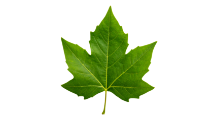 A single vibrant green maple leaf with five points and prominent veins, isolated on clean white background