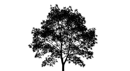 Silhouette of a deciduous tree with dense foliage.
