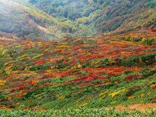紅葉の栗駒山