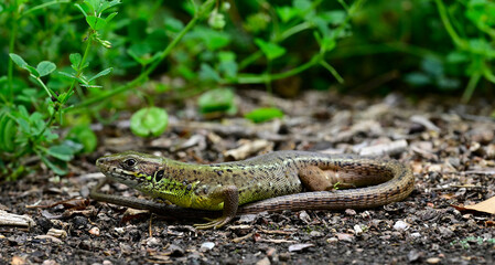 European Green Lizard - female // Östliche Smaragdeidechse - Weibchen (Lacerta viridis...