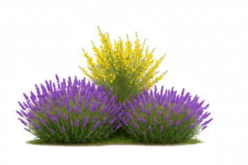 Lavender and flowering broom bushes growing in garden arranging plants with transparent background