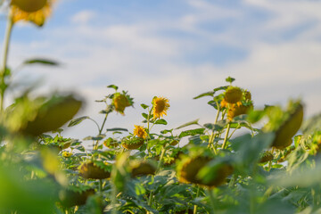A Stunningly Vibrant Sunflower Field Enveloped by Breathtaking Nature Beneath a Beautiful Blue Sky