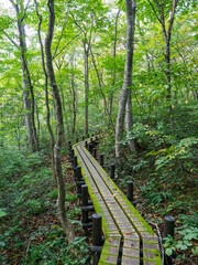 世界谷地湿原の木道