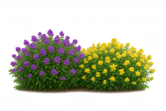 Green bushes featuring vibrant purple and yellow clustered flowers with transparent background, nature accent