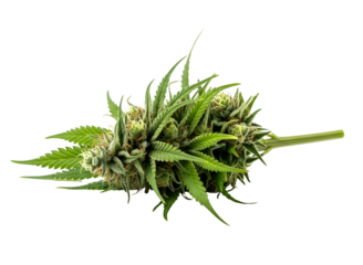 Close up of a cannabis bud isolated on transparent background