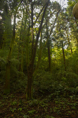 It's a quiet forest scene.