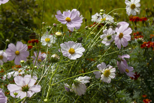 It's a bright pink cosmos in full bloom.