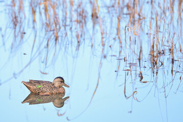 A waterfowl hunter's duck decoy waits to attract its live counterparts to Reflections Lake, Alaska.