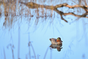 A waterfowl hunter's duck decoy waits to attract its live counterparts to Reflections Lake, Alaska.