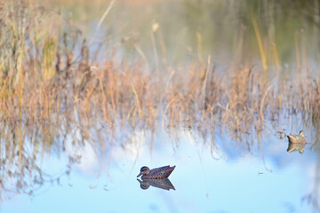 A waterfowl hunter's duck decoys wait to attract their live counterparts to Reflections Lake, Alaska.