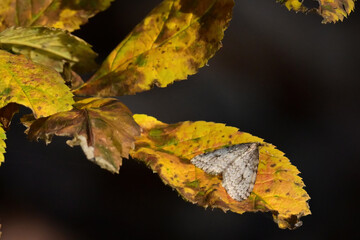 An Autumnal Moth (Epirrita autumnata) resting on the autumn leaves of a wild rose plant.
