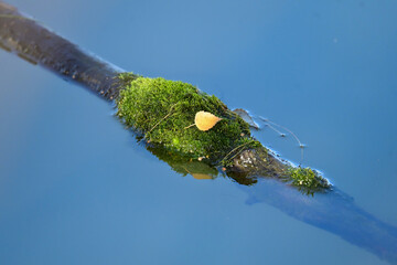 A yellow birch leaf on green moss growing on a log in Alaska's Reflections Lake.