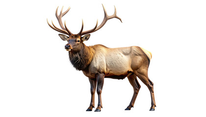 Majestic elk with large branching antlers standing proudly, showing full body view with detailed fur texture and natural lighting in realistic style