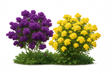 Purple and yellow flowering bushes with green foliage growing, isolated on transparent background, garden design elements
