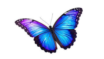 Vibrant butterfly with bright blue and purple wings spread wide, showing delicate patterns and textures in side view, evoking sense of natural beauty and grace