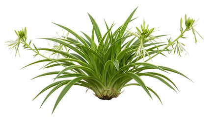 Fototapeta premium Air plant with delicate flowers isolated PNG with Transparent Background