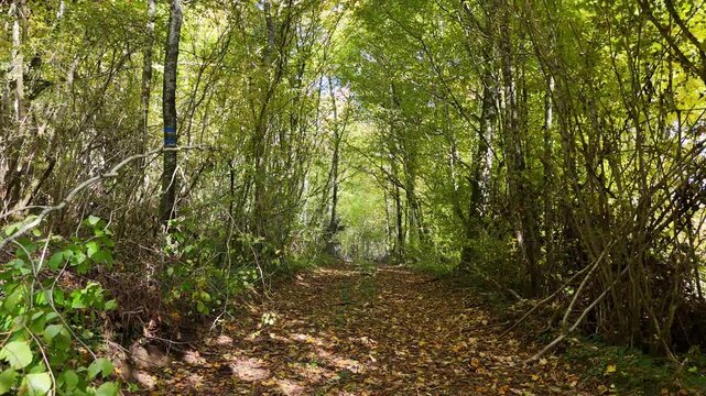 un chemin en for&ecirc;t au d&eacute;but de l'automne , la cam&eacute;ra recule au milieu des arbres