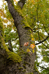 Autumn Landscape in North America