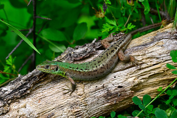 Östliche Smaragdeidechse - Weibchen // European Green Lizard - female (Lacerta viridis meridionalis) 