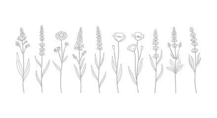 Obraz premium Collection of hand drawn botanical illustrations of wildflowers and grasses