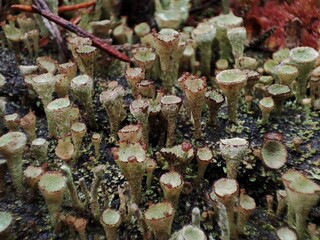 Beautiful, bright, macro, colorful, medicinal, useful, yellow, light green, light, lichen, algae and fungus symbiosis, Cladonia fimbriata, elf cups, in the swamp, in the forest, in autumn