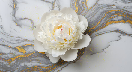White peony blossom on marble texture background