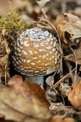 A Beautiful Mushroom Surrounded by Vibrant Autumn Leaves in a Picturesque Forest Setting