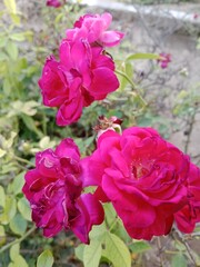 pink roses in garden