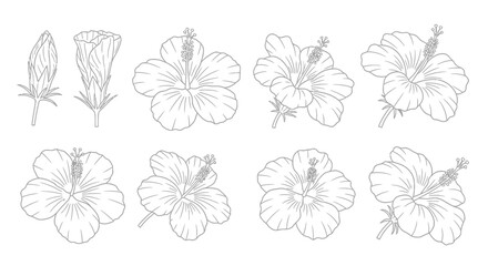 Obraz premium Collection of hand drawn hibiscus flower isolated on white background