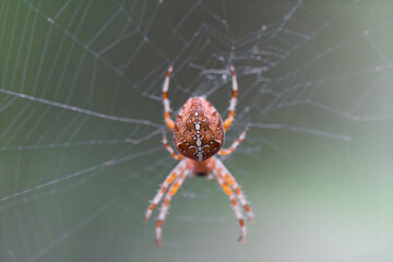 A Macro Shot Capturing an Intricate Spider in Its Web, Showcasing Natures Beauty and Details