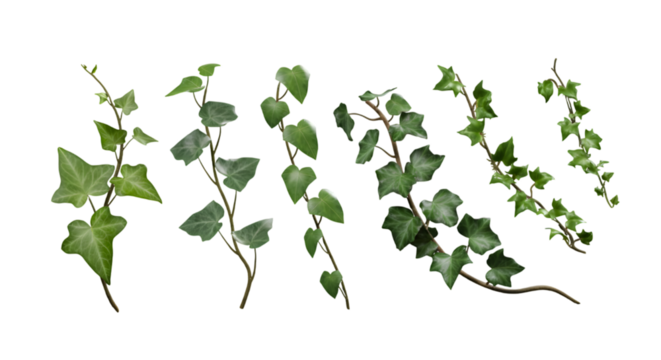 Javanese treebine ivy leaves isolated on white